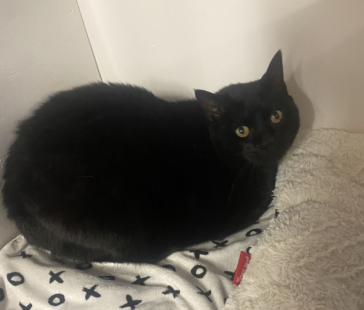 Gallery image: Vader