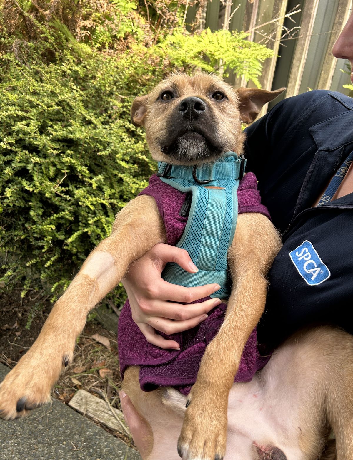 Gallery image: Rufus