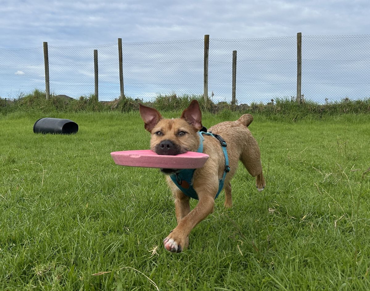 Gallery image: Rufus