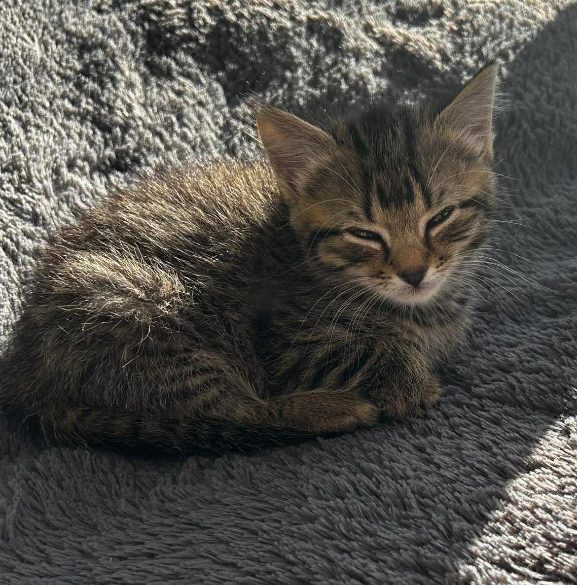 Gallery image: Miss Toby