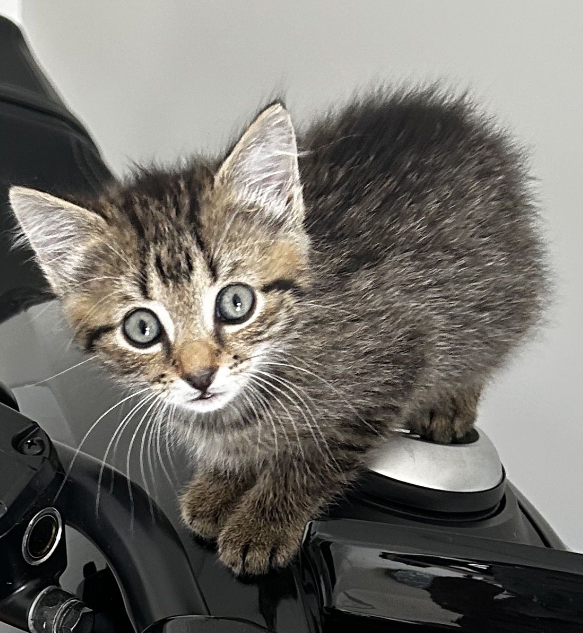 Gallery image: Miss Toby