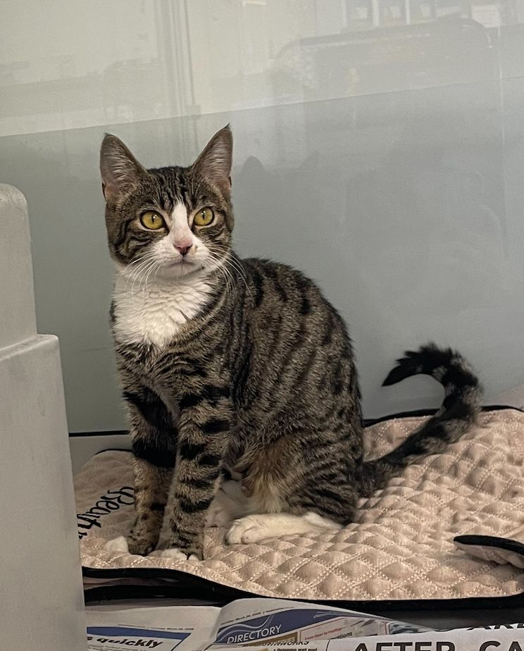 Gallery image: Socks