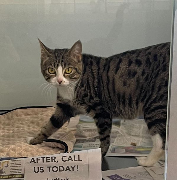 Gallery image: Socks