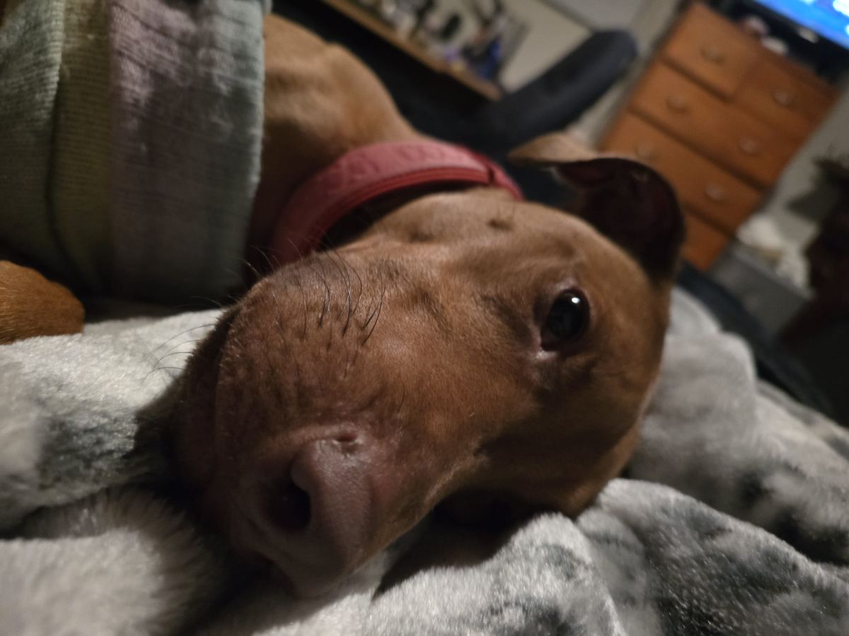 Gallery image: Charlie 