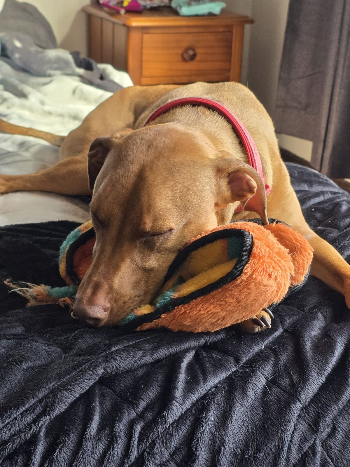 Gallery image: Charlie 