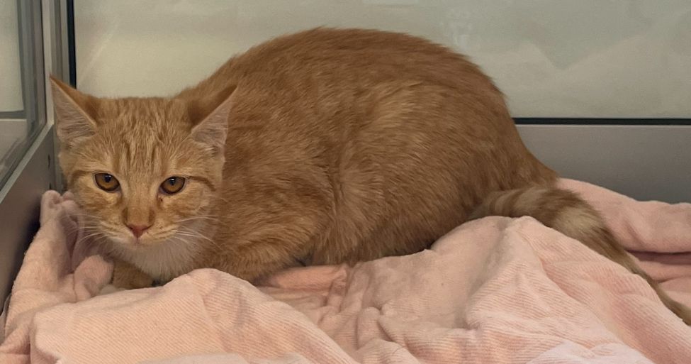 Gallery image: Peaches