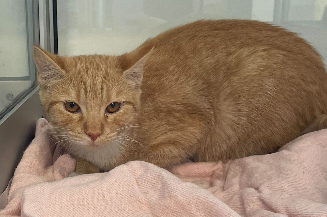 Gallery image: Peaches