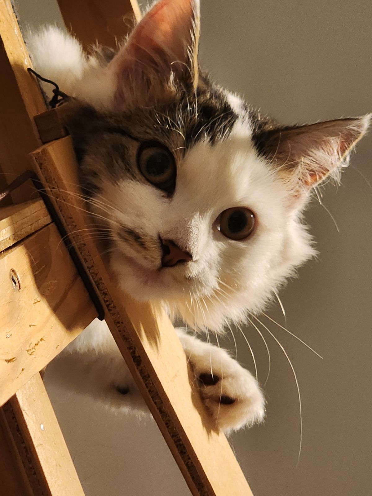 Gallery image: Saffron