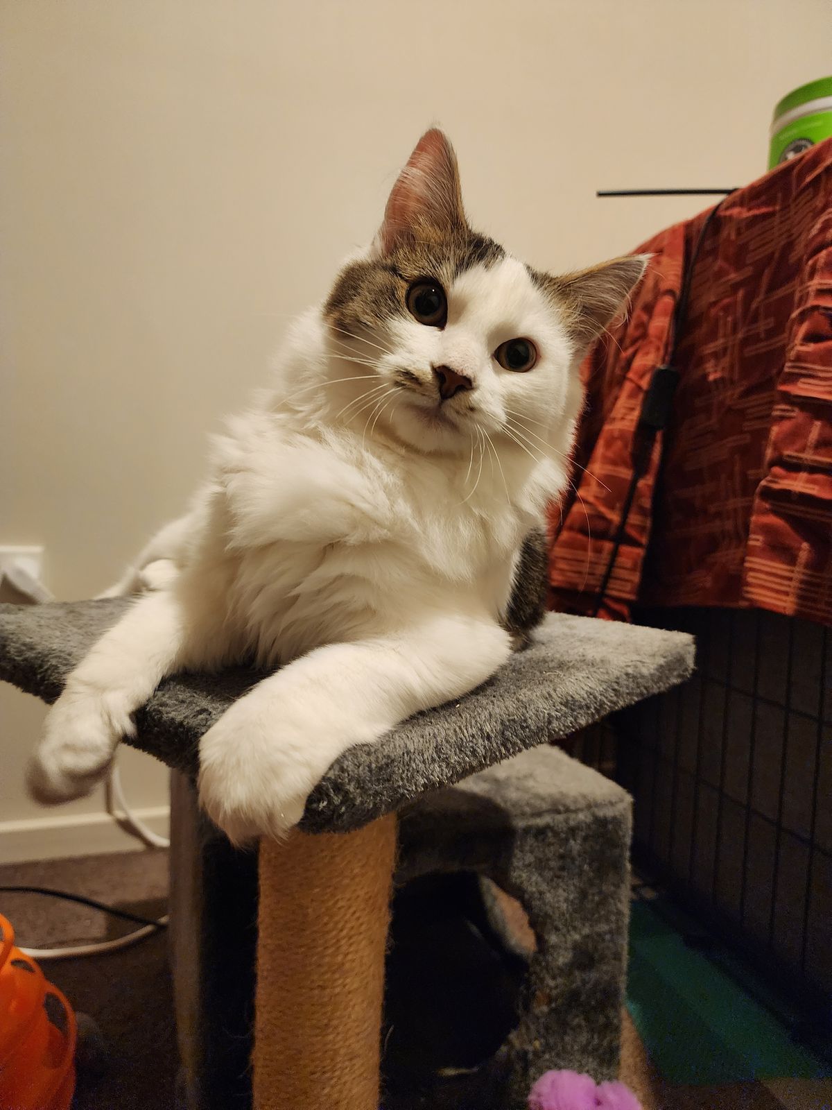 Gallery image: Saffron