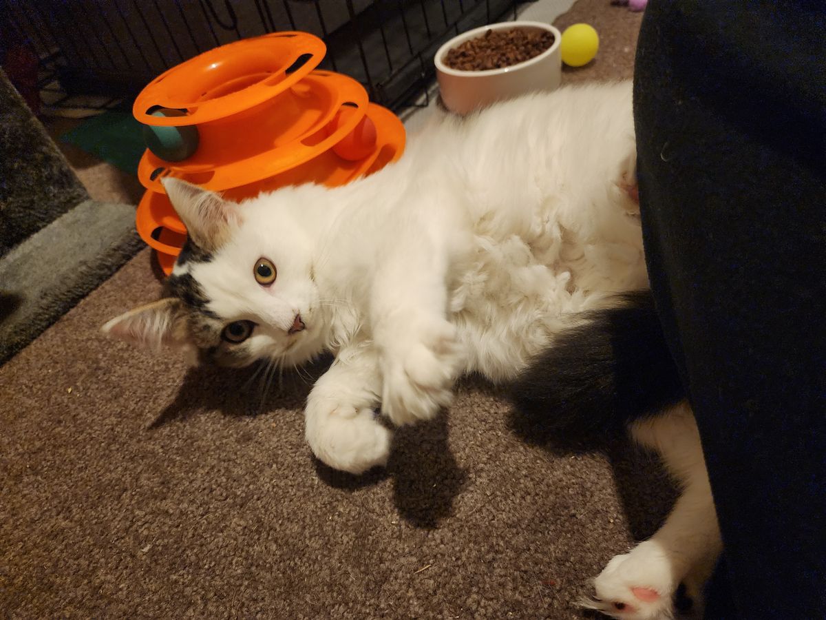 Gallery image: Saffron