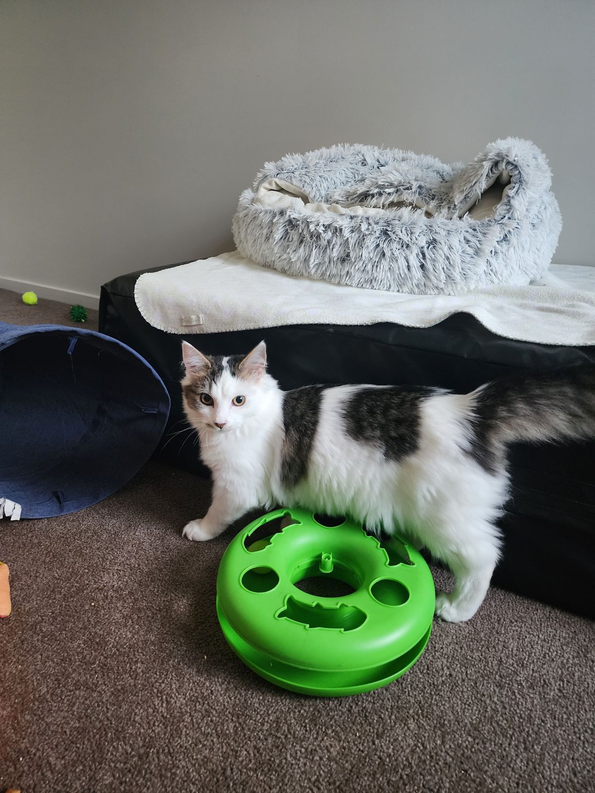 Gallery image: Saffron