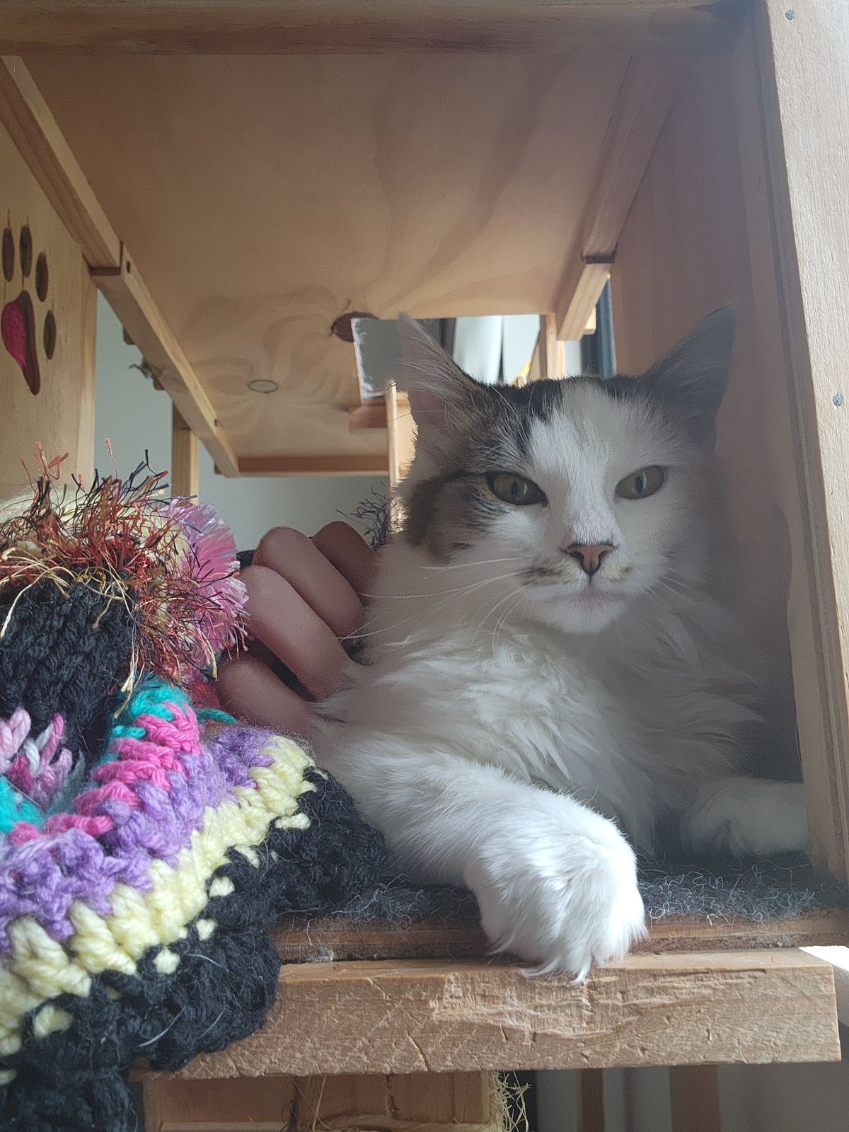 Gallery image: Saffron