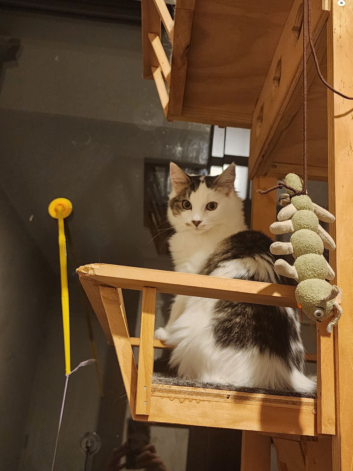 Gallery image: Saffron