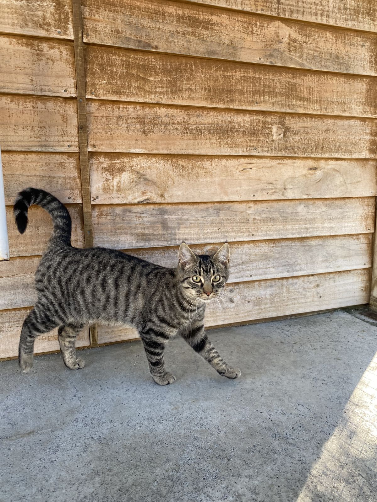 Gallery image: Elfish Presley