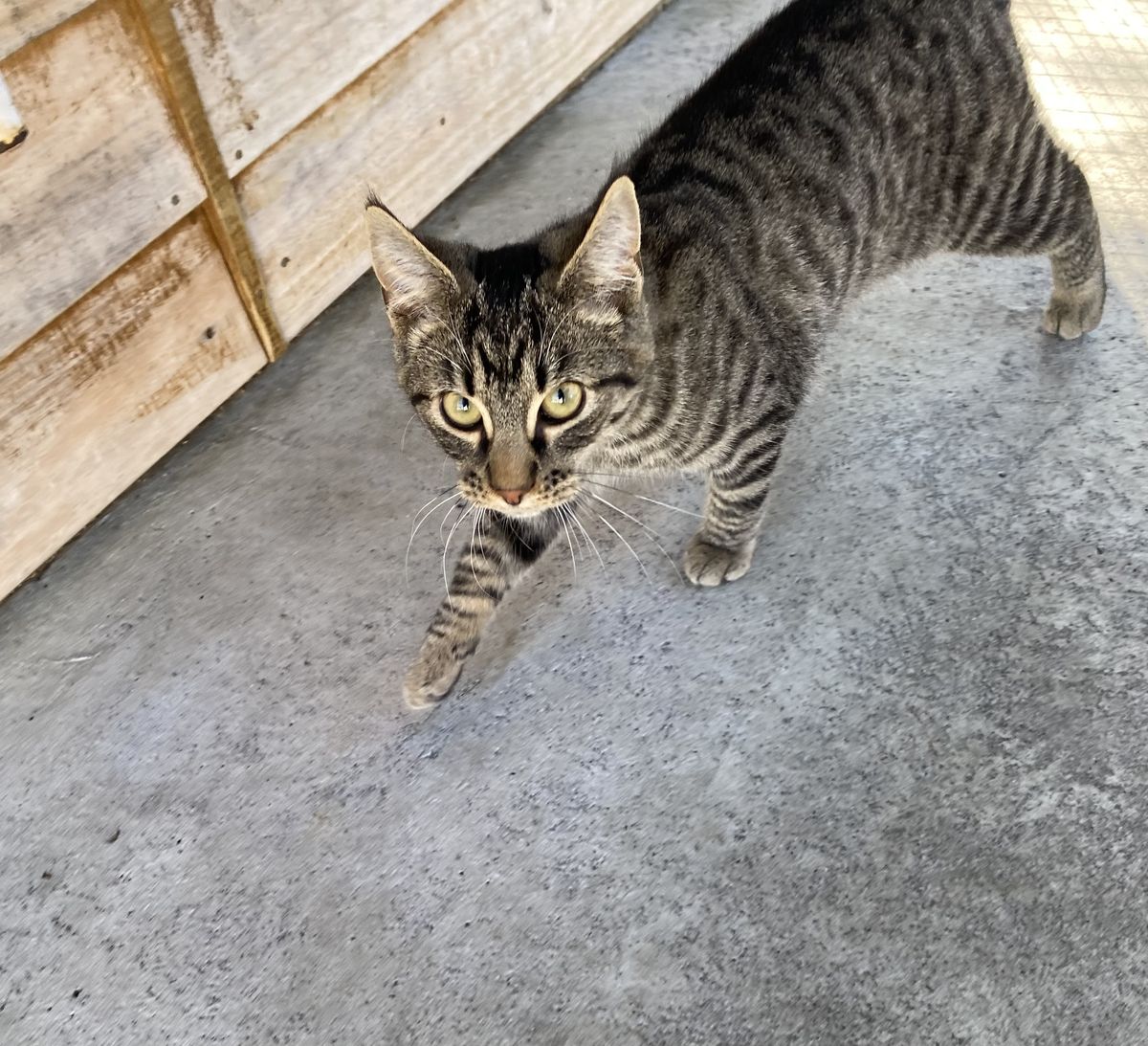 Gallery image: Elfish Presley