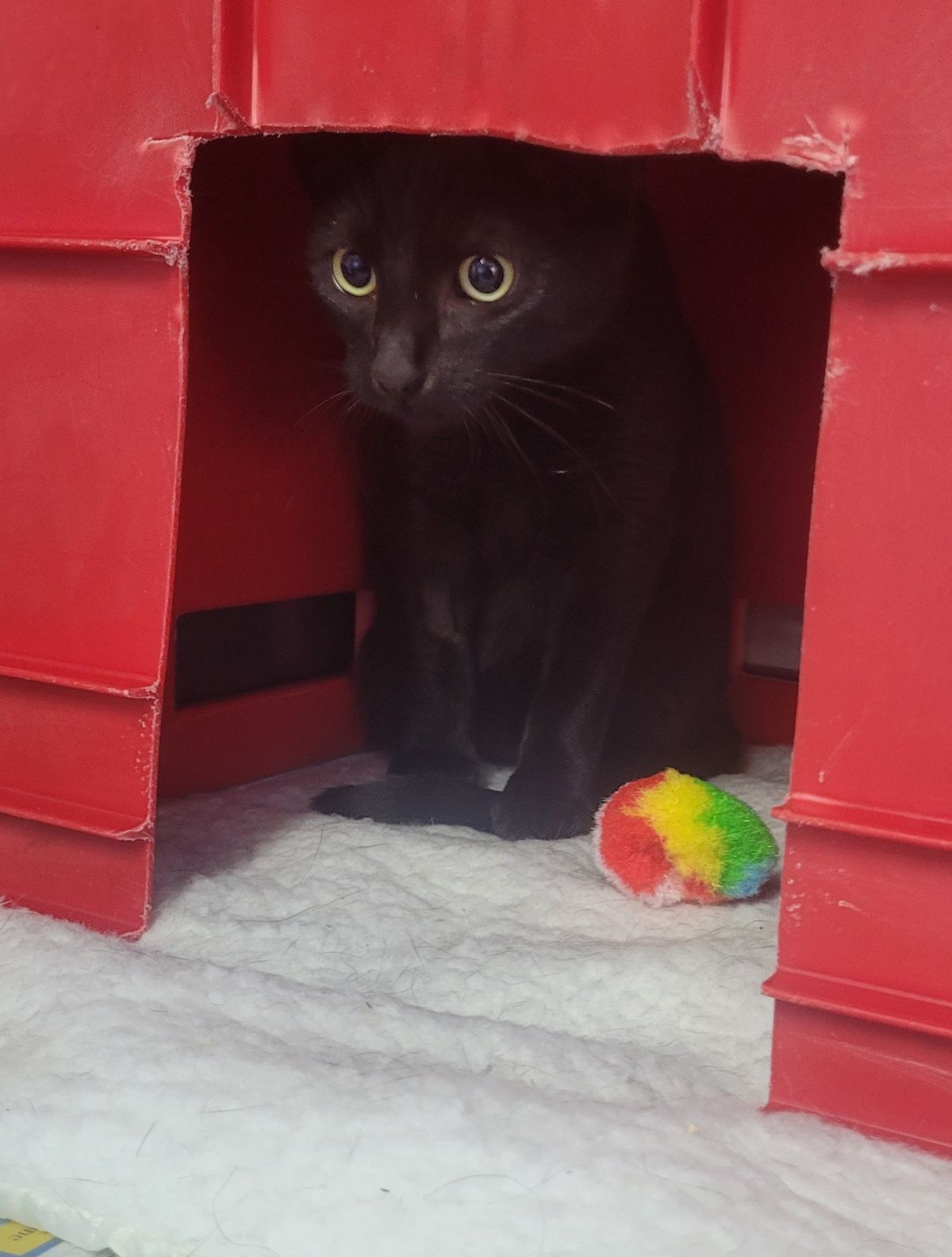 Gallery image: Ralph