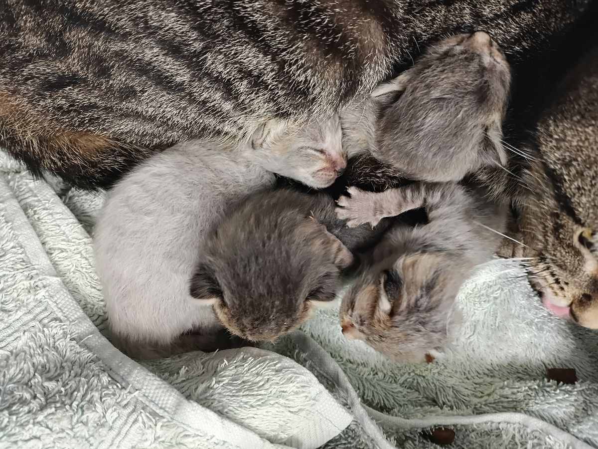 Gallery image: Snaggletooth