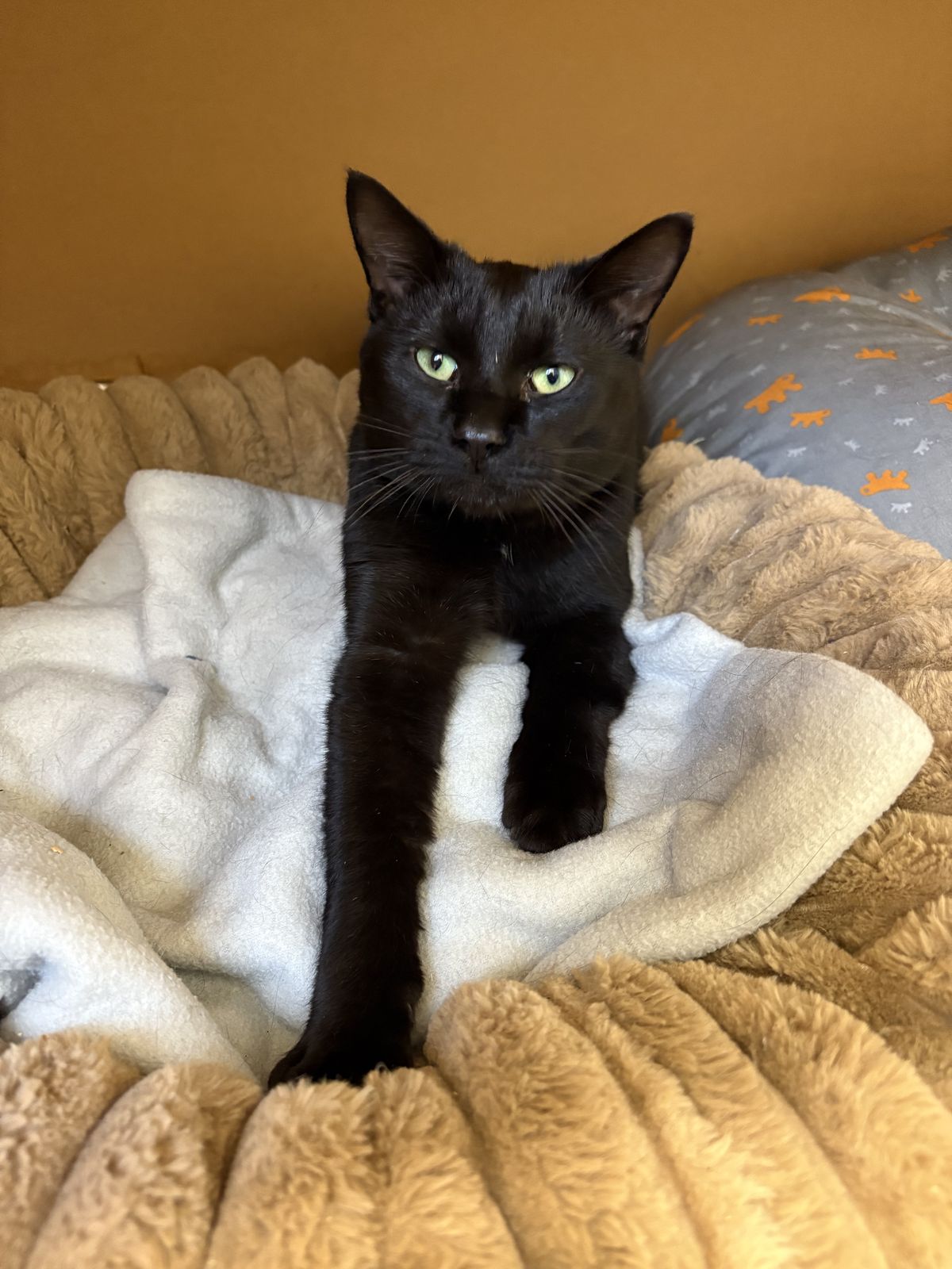 Gallery image: Kayson