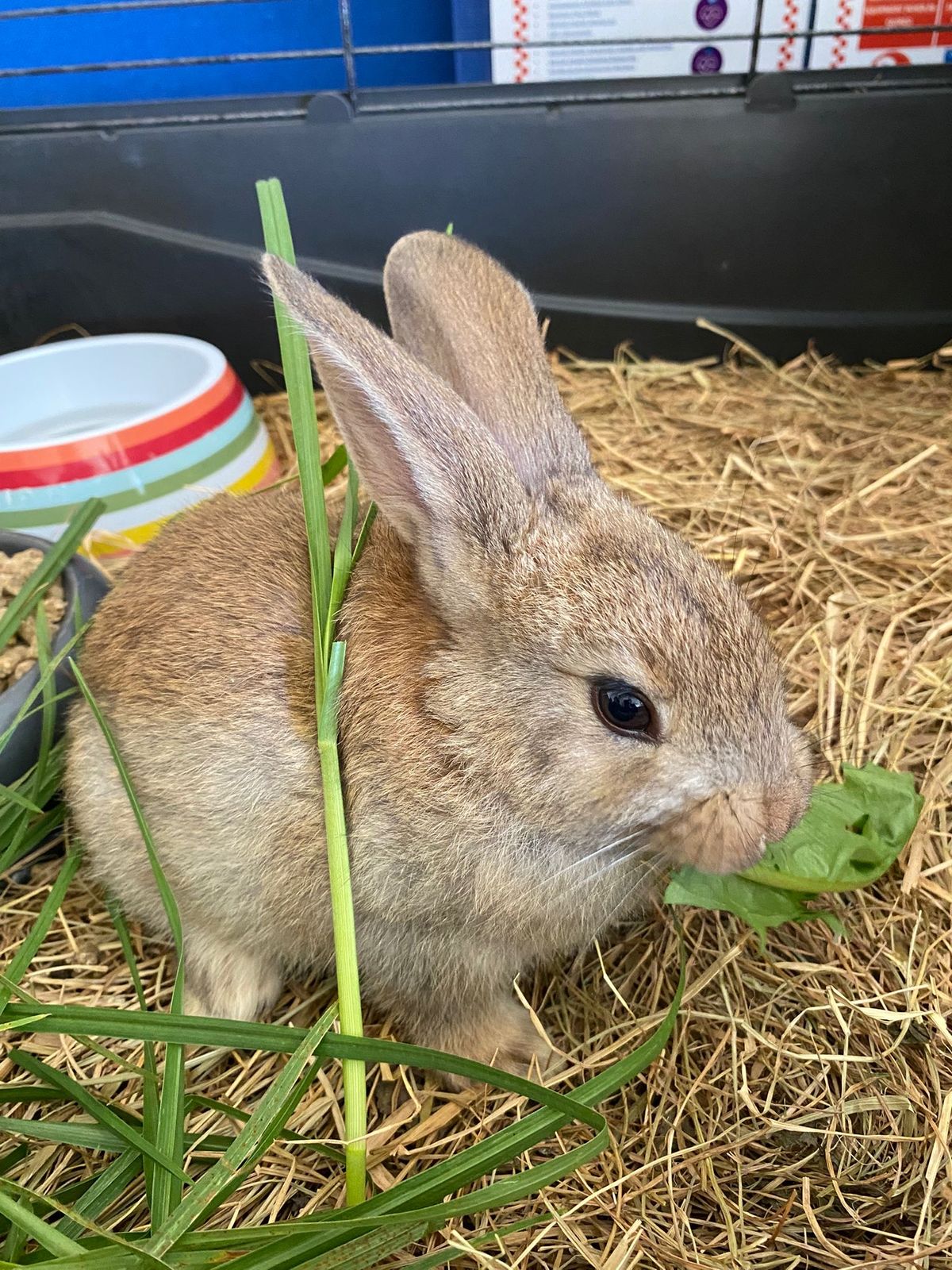 Gallery image: Clover