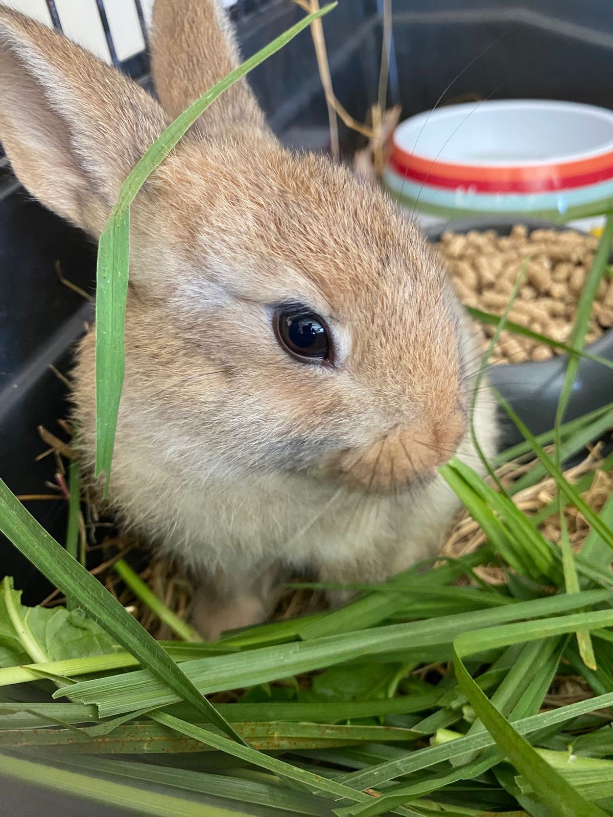 Gallery image: Clover