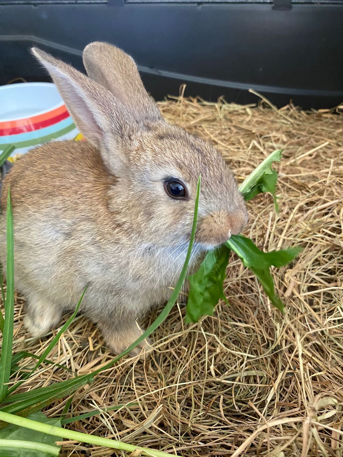 Gallery image: Dandelion