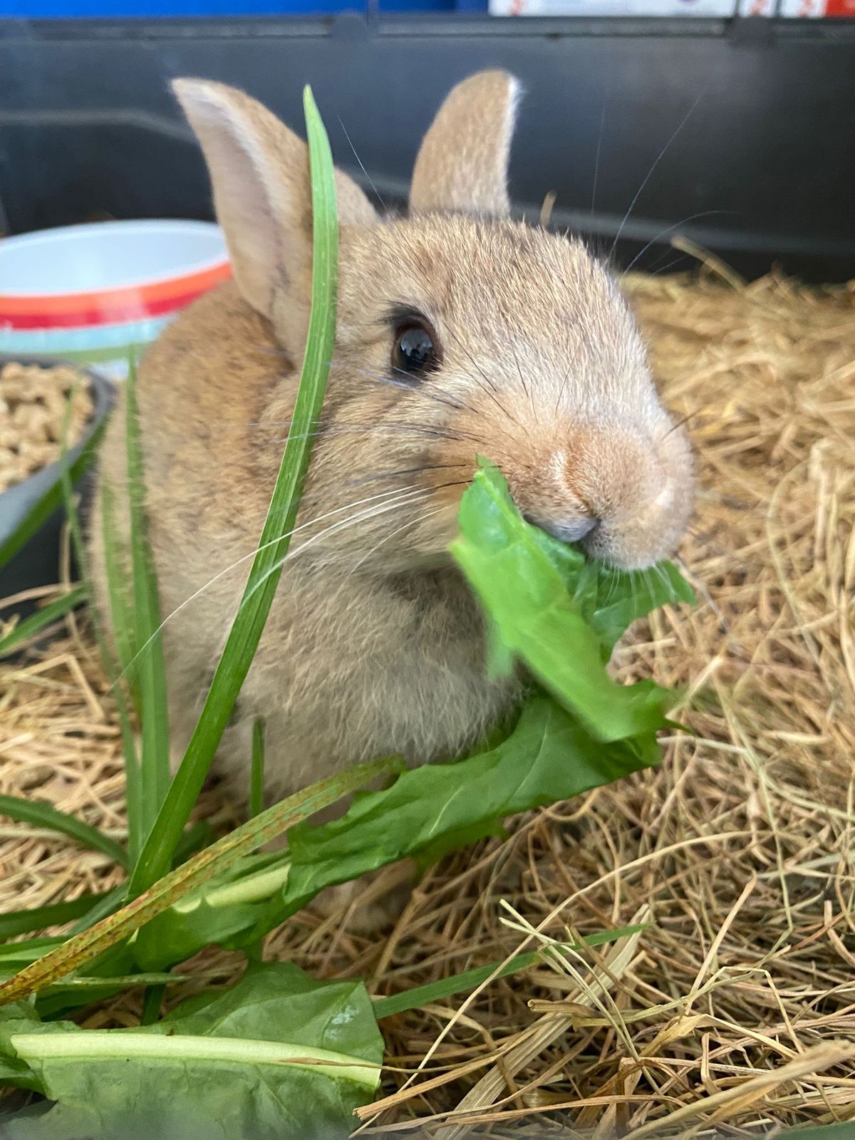 Gallery image: Dandelion