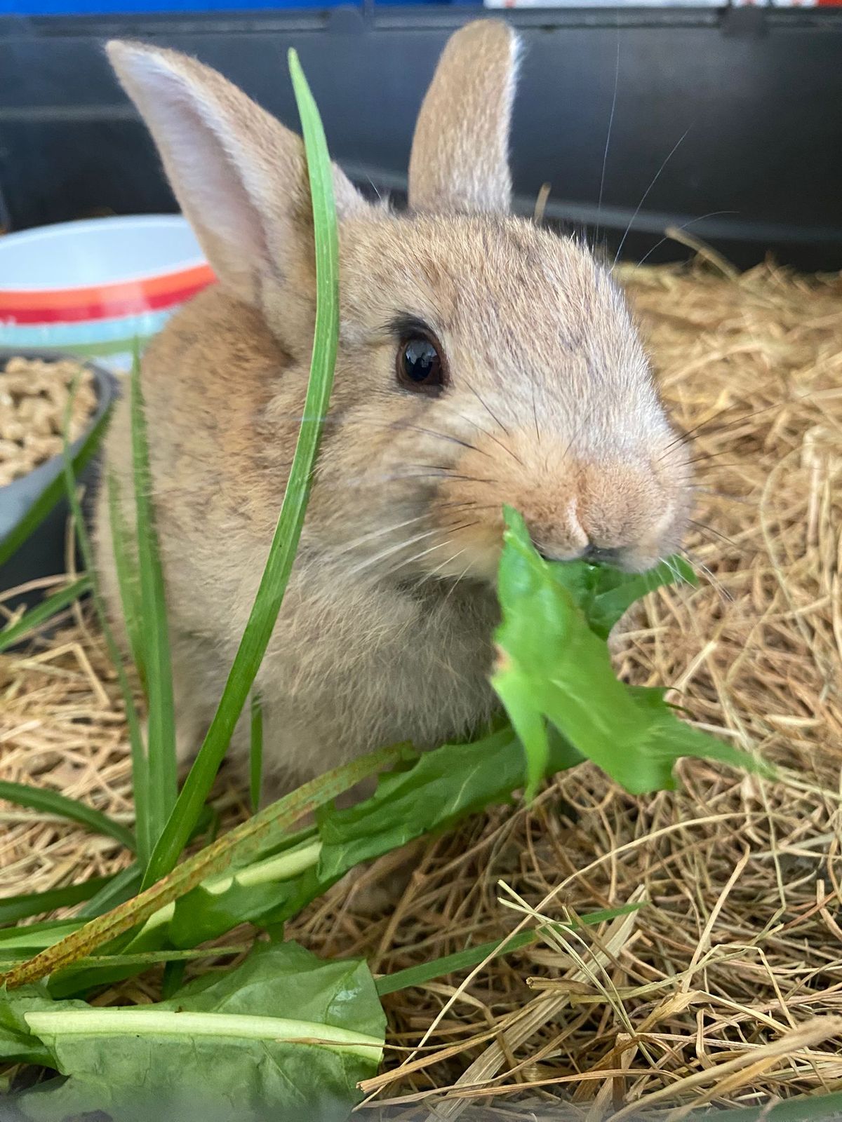 Gallery image: Dandelion