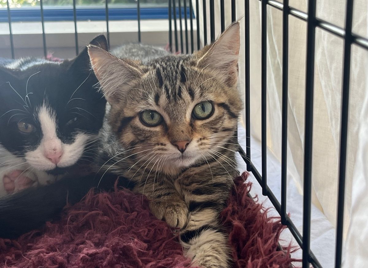 Gallery image: Asami