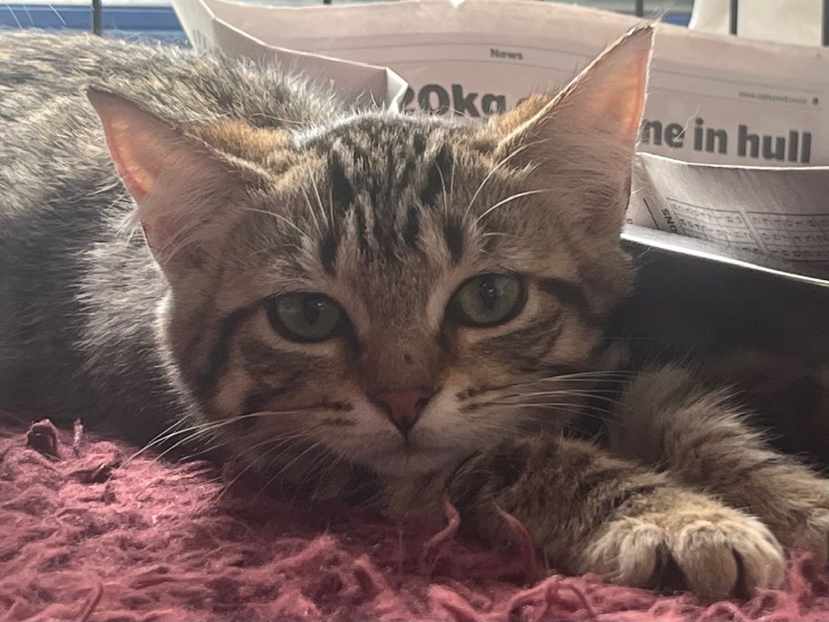 Gallery image: Asami