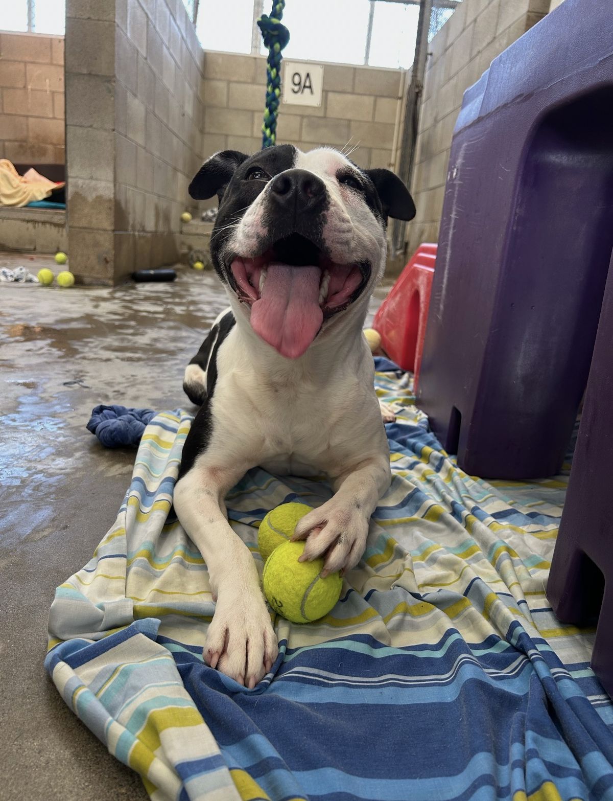 Gallery image: Tigger