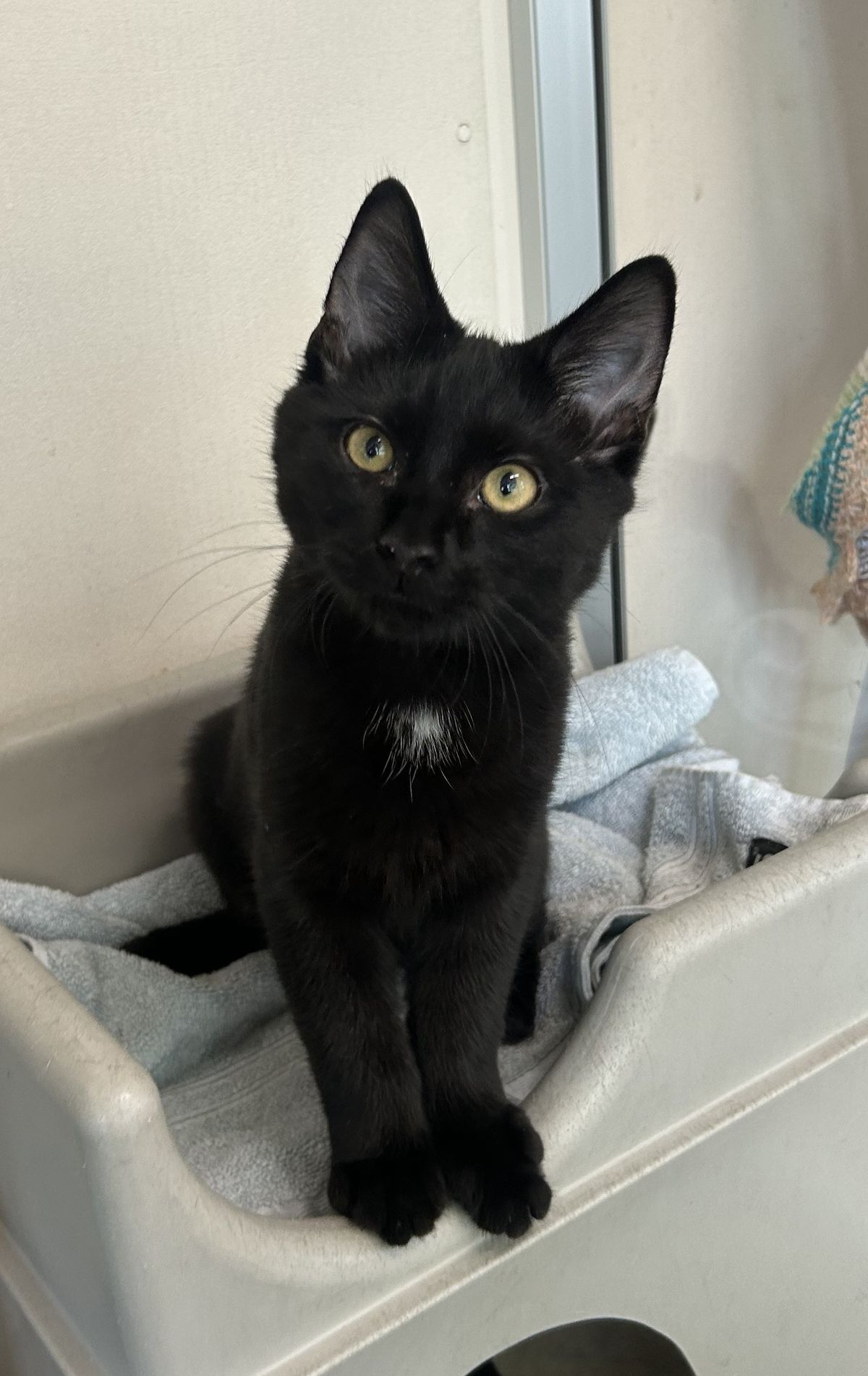 Gallery image: Rodger