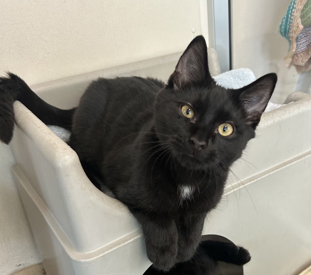 Gallery image: Rodger