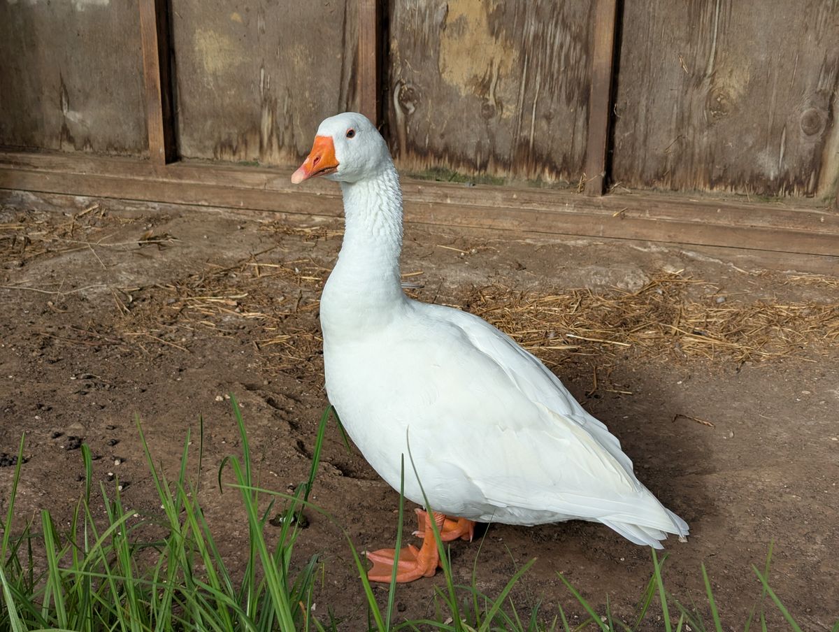 Gallery image: Juice