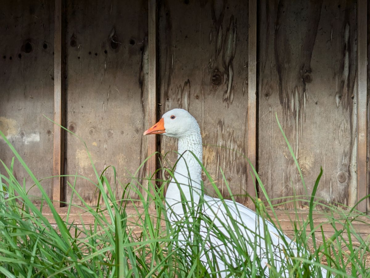 Gallery image: Juice