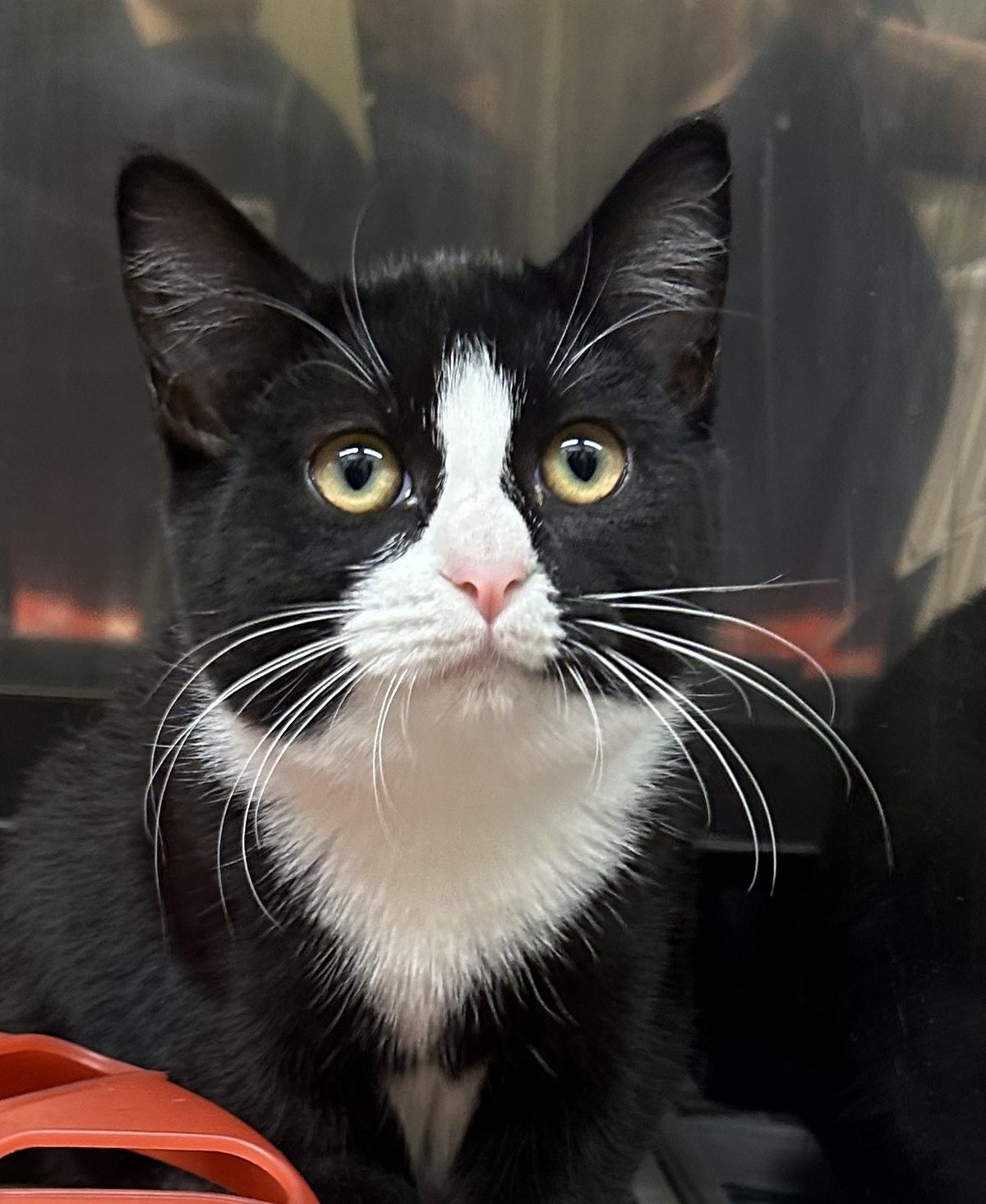 Gallery image: Freda