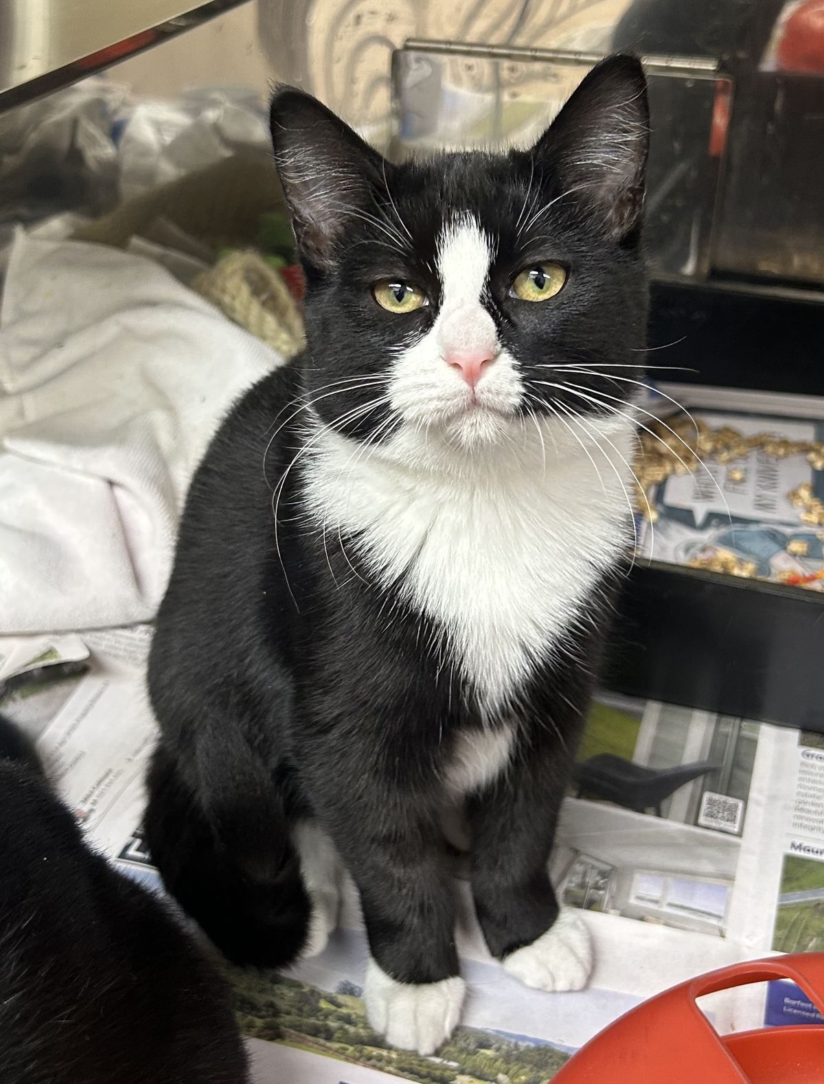 Gallery image: Freda