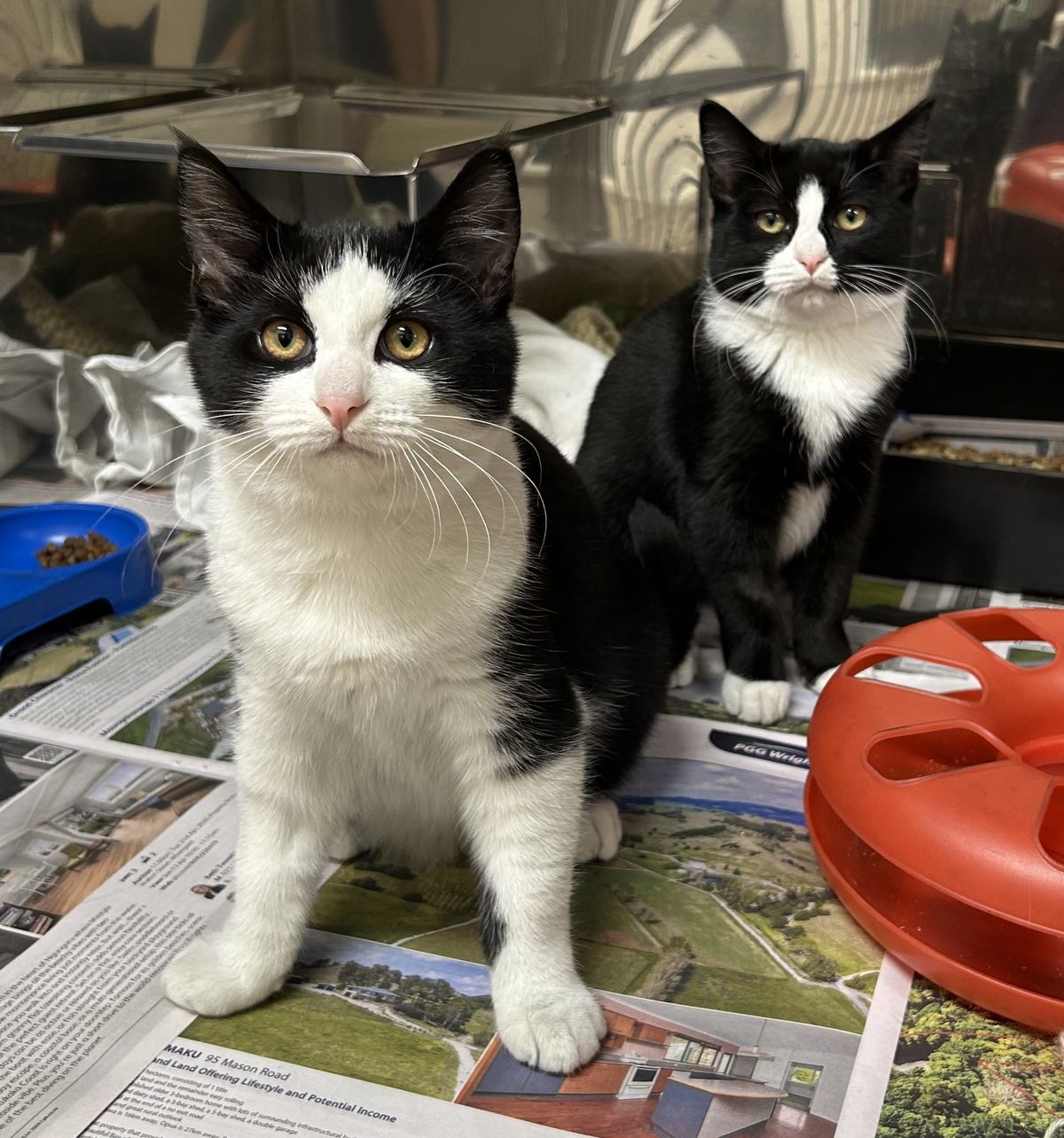 Gallery image: Freda