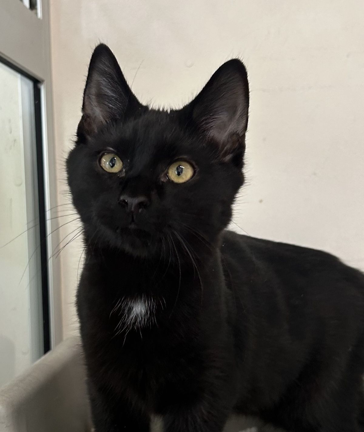 Gallery image: Rodger