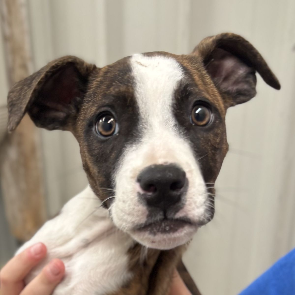 Gallery image: Tabitha