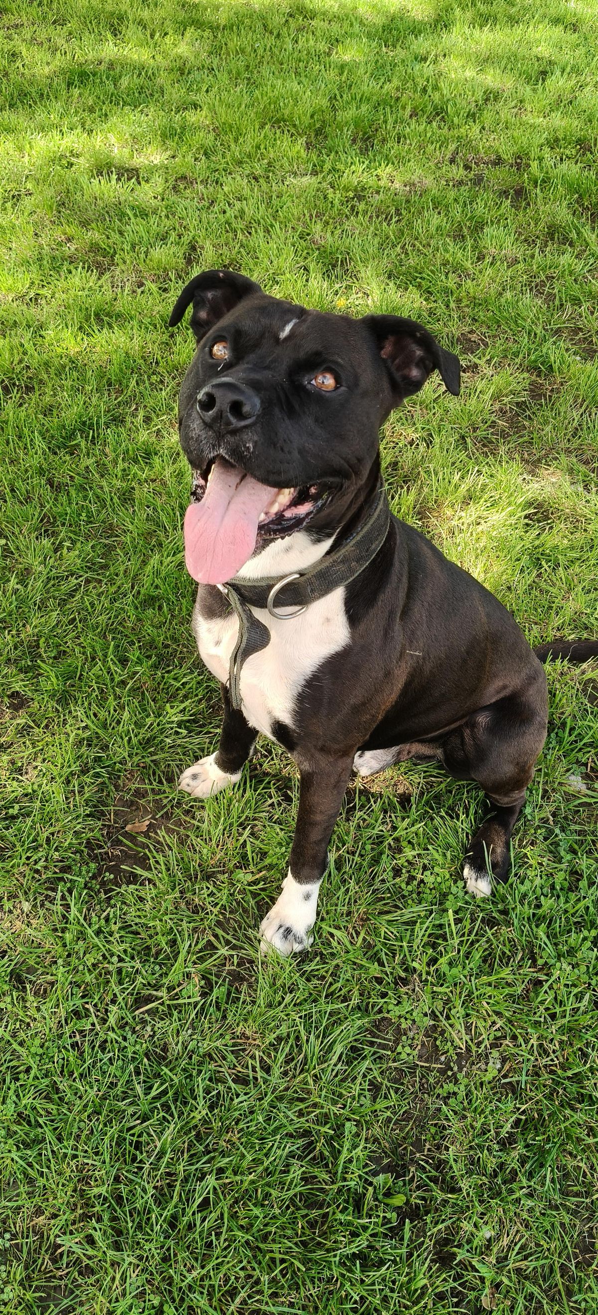 Gallery image: Buddy 