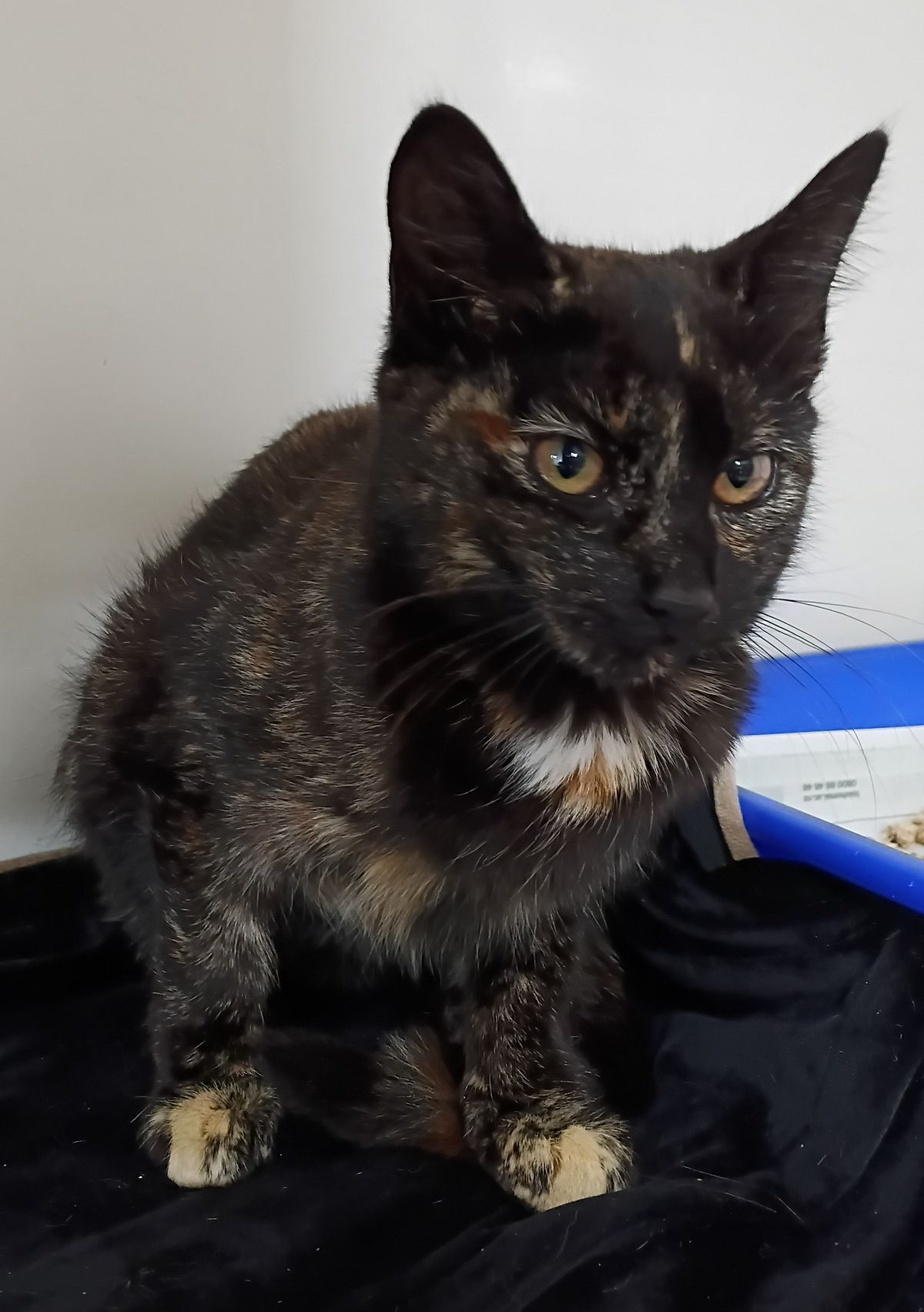 Gallery image: Tinkerbell