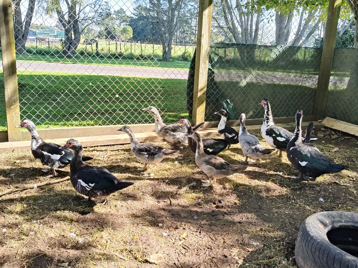 Gallery image: Duck 1