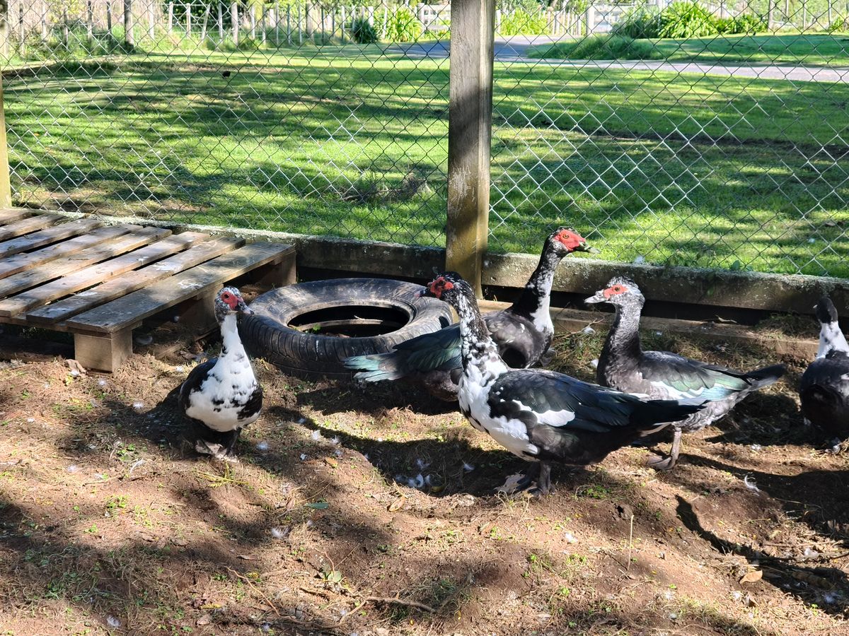 Gallery image: Duck 1