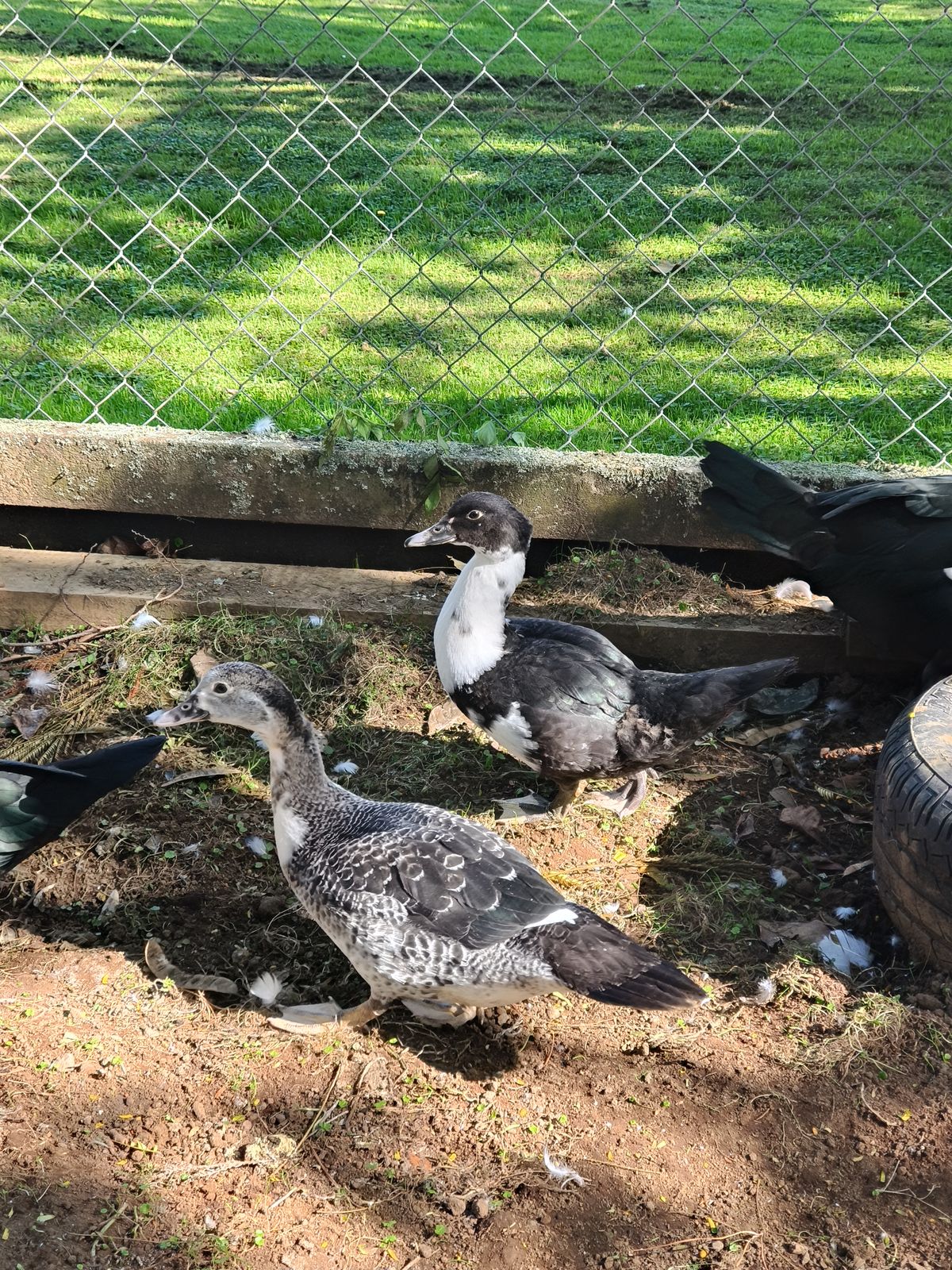 Gallery image: Duck 1