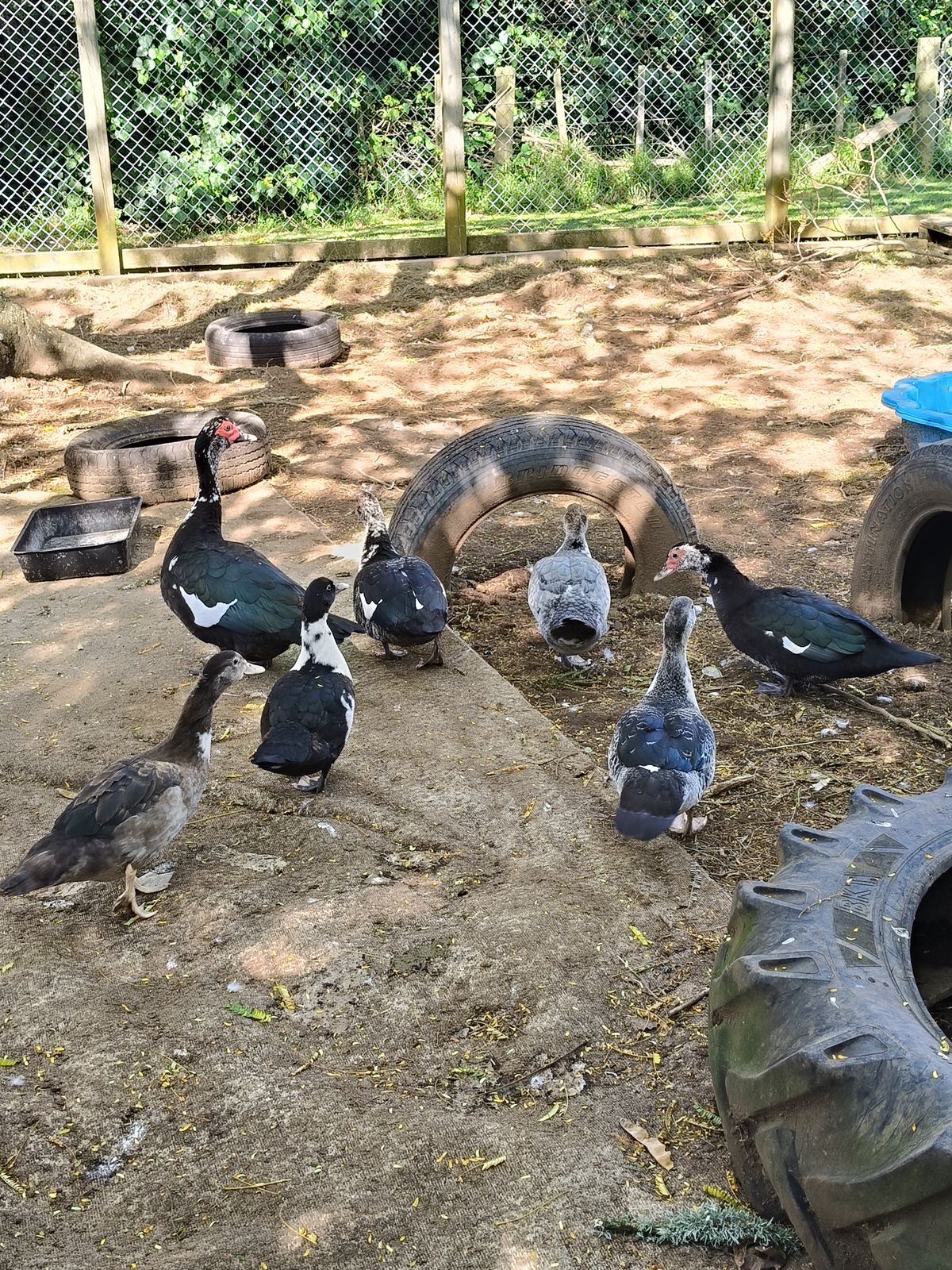 Gallery image: Duck 3