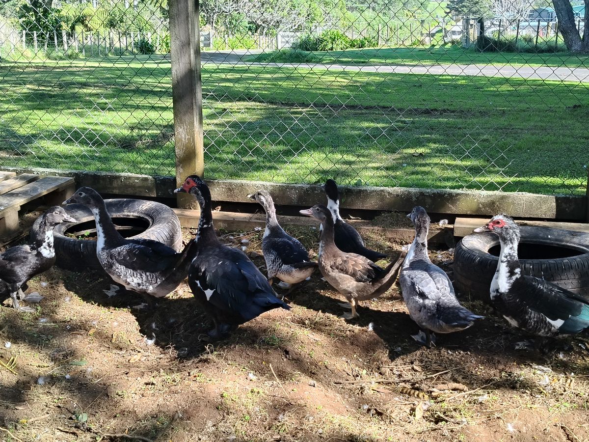 Gallery image: Duck 5