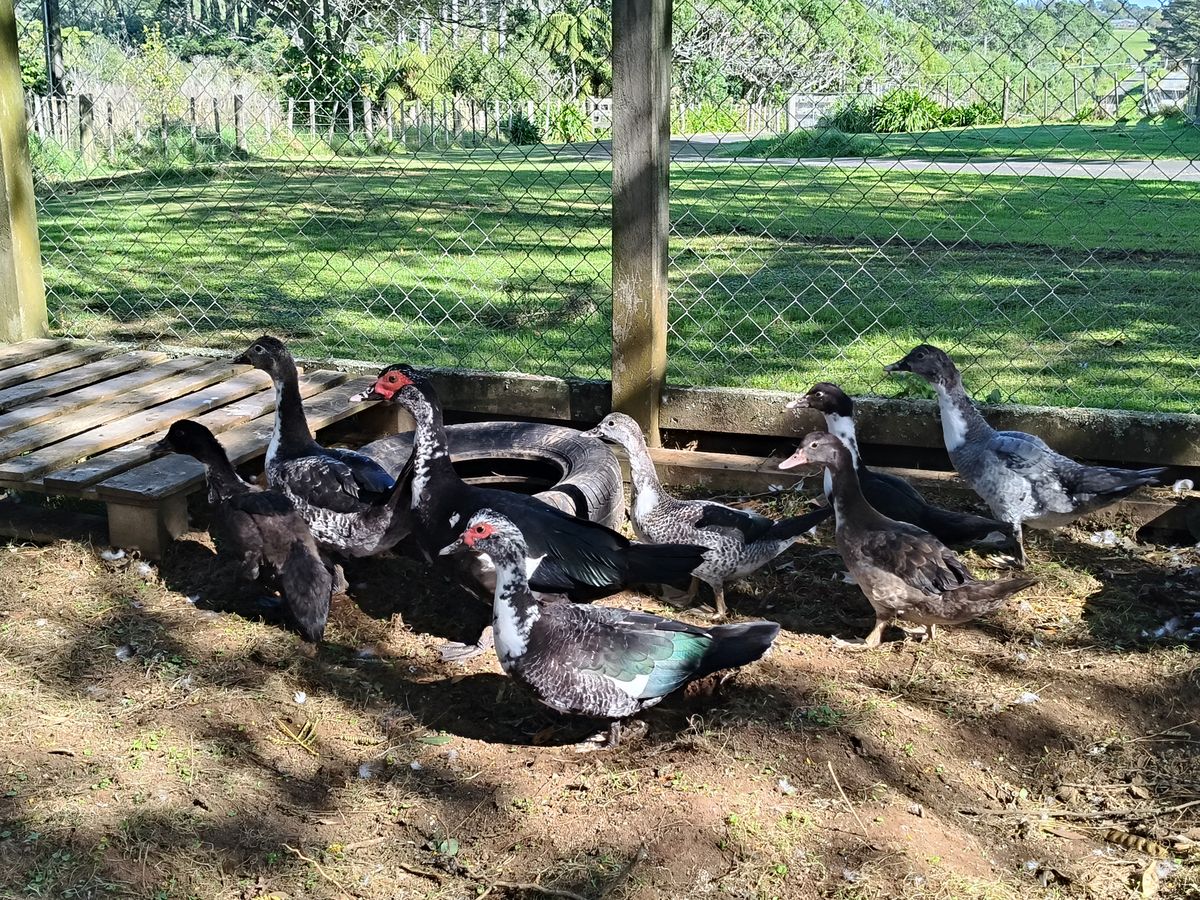 Gallery image: Duck 8