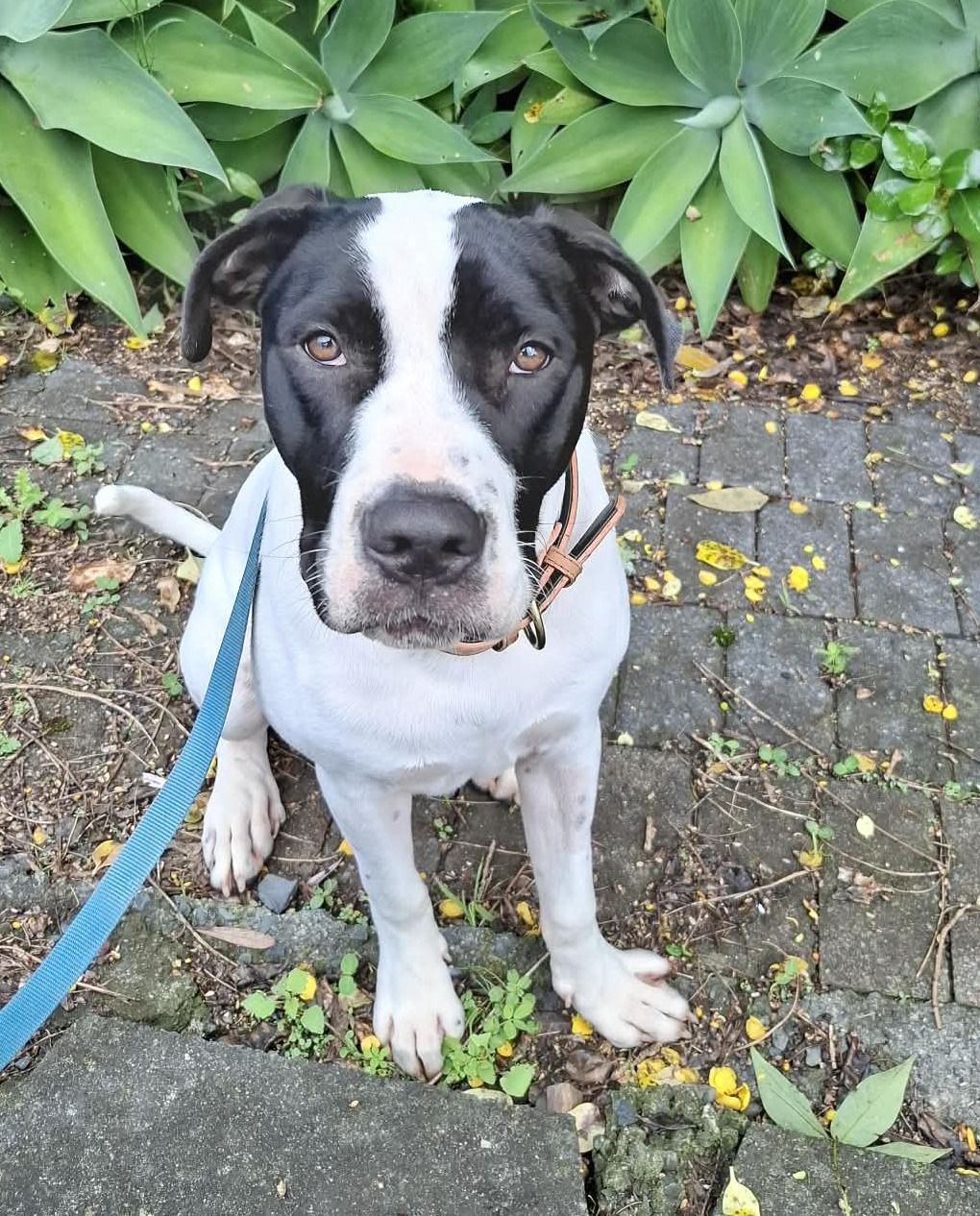 Gallery image: Archer