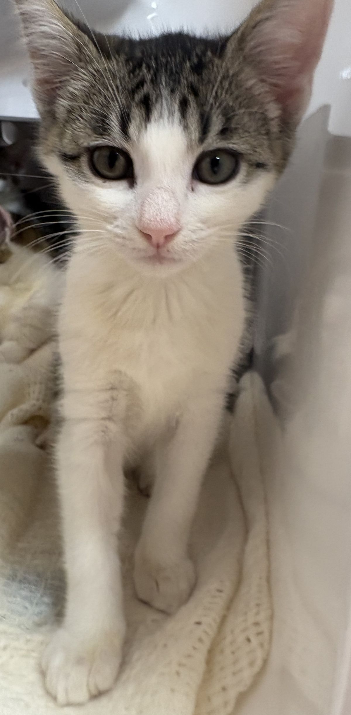 Gallery image: Sonny