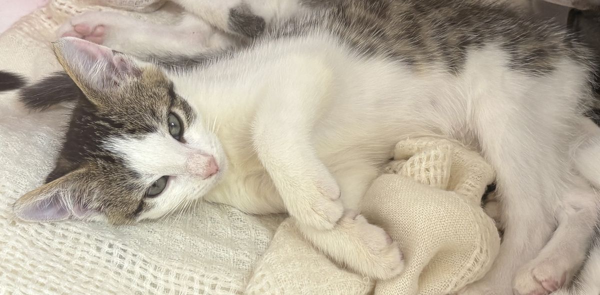 Gallery image: Forest